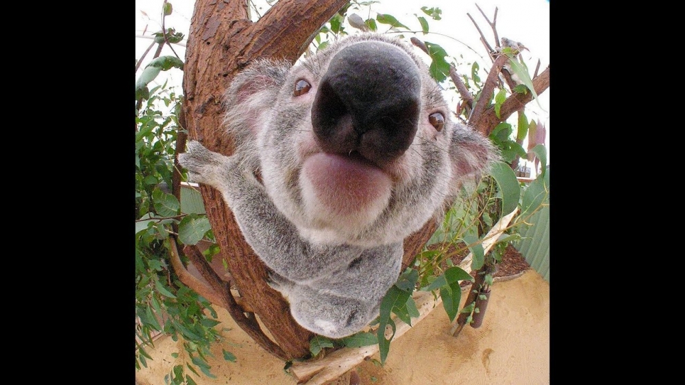 Фото смешных животных, фото 27 Фото смешных животных, фото 27