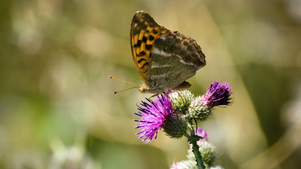 Обои насекомые (1), фото 28 Обои насекомые (1), фото 28