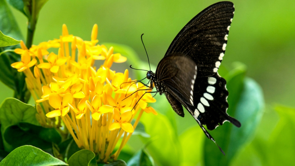 Обои насекомые (2), фото 27 Обои насекомые (2), фото 27