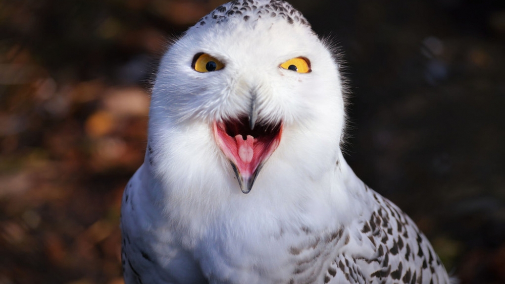 Обои птицы (2), фото 28 Обои птицы (2), фото 28