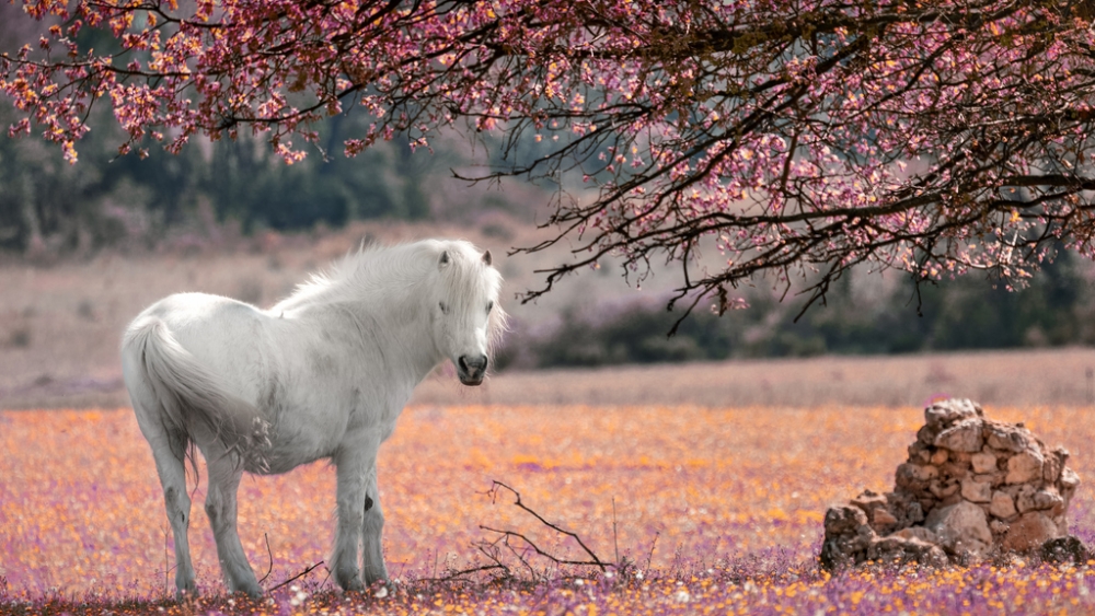 Обои лошади, фото 27 Обои лошади, фото 27
