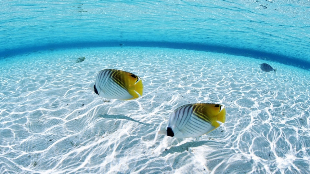 Обои мир моря (2), фото 29 Обои мир моря (2), фото 29