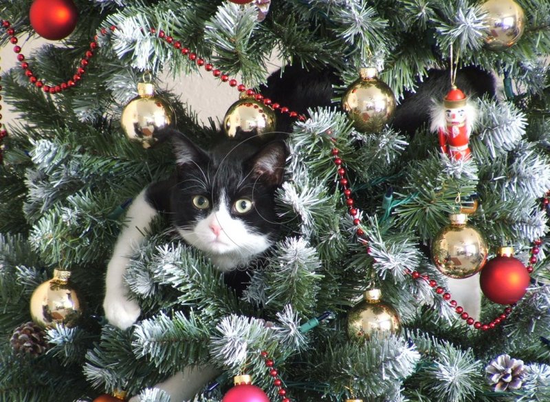 Новый год – новый Кот. Символ 2023 – чёрный водяной кот., фото 28