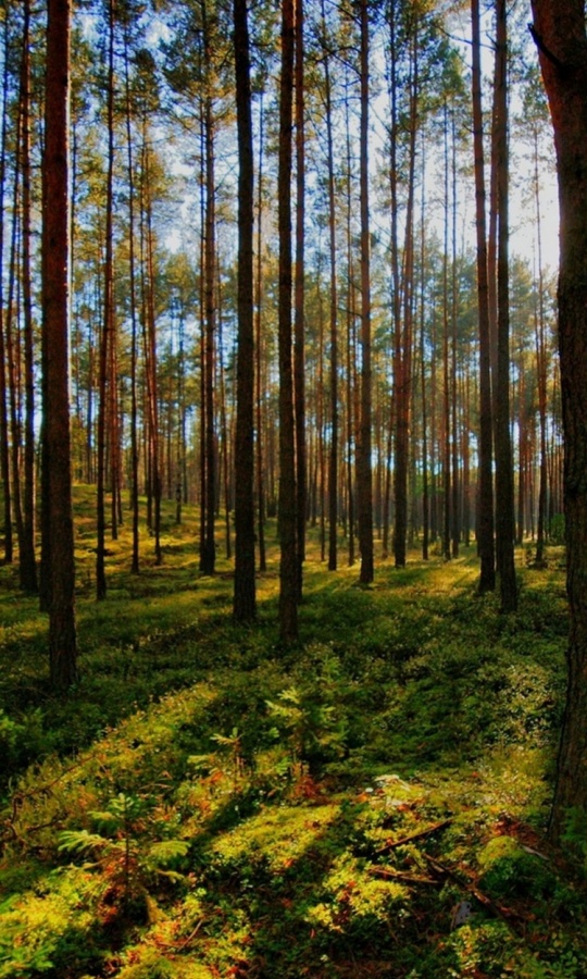Обои и заставки на тему Лес, фото 8 Обои и заставки на тему Лес, фото 8