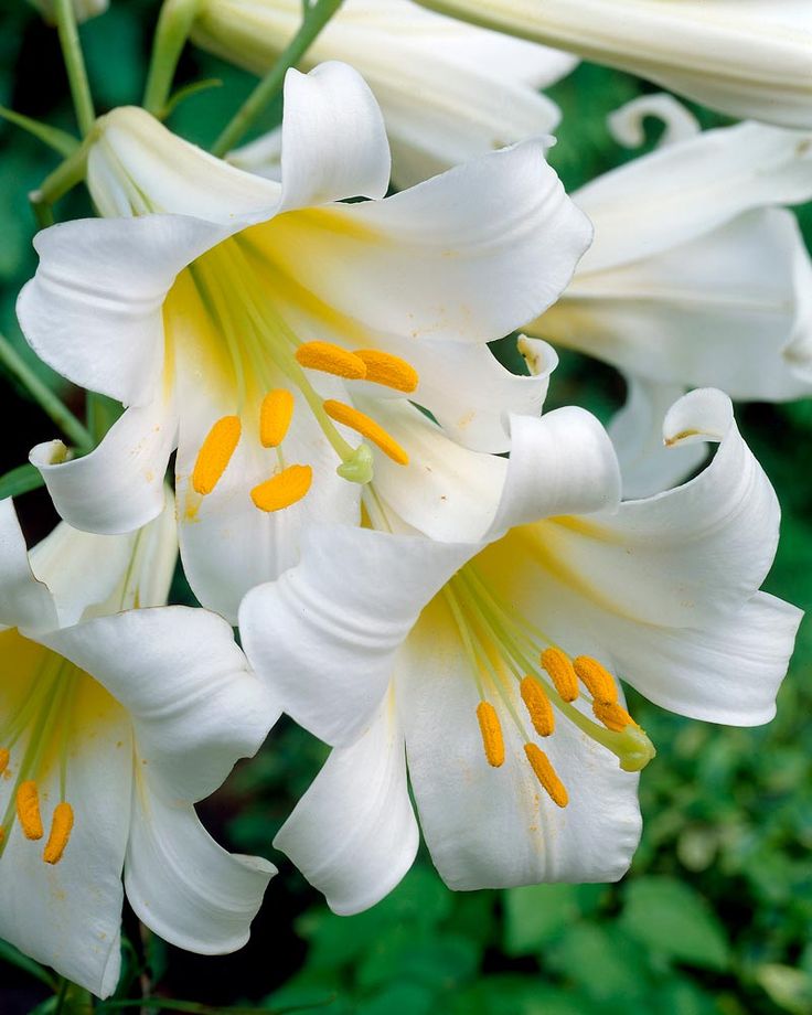 Лето в калейдоскопе ярких лилий., фото 31