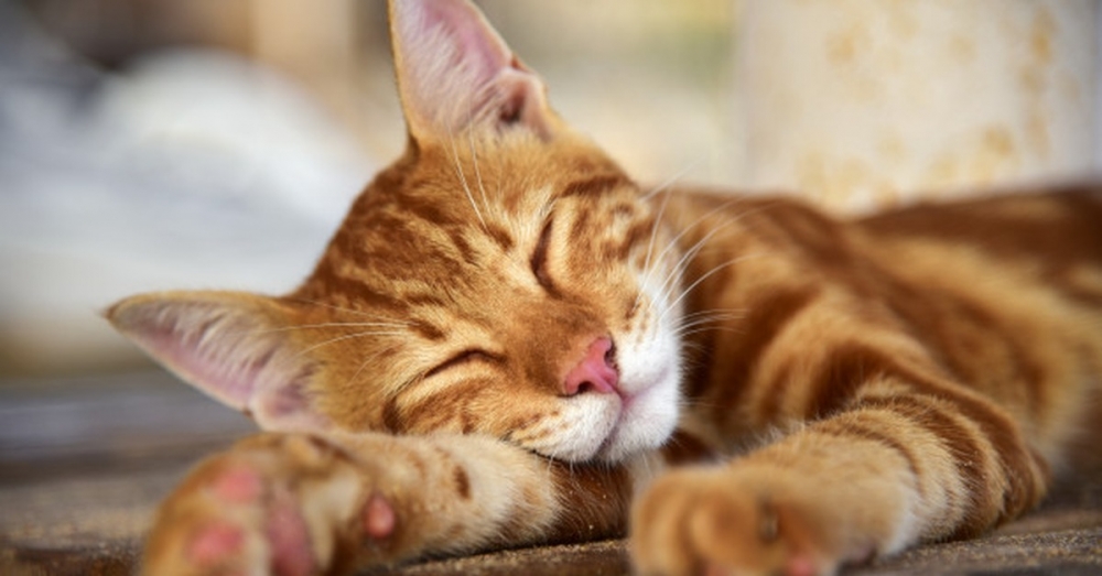 Обои с котиками, фото 28 Обои с котиками, фото 28