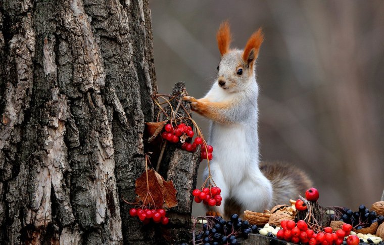 Осенние животные., фото 27 Осенние животные., фото 27