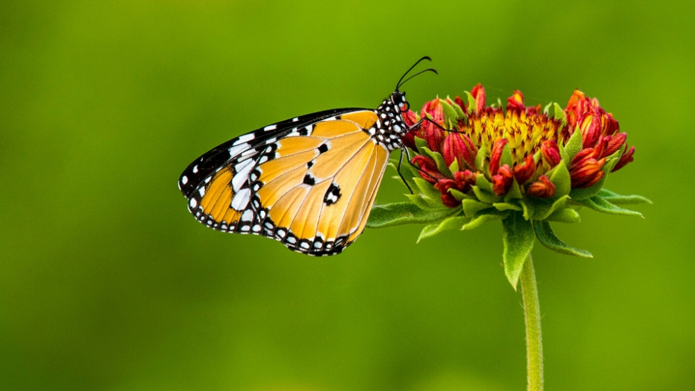 Обои насекомые (1), фото 29 Обои насекомые (1), фото 29