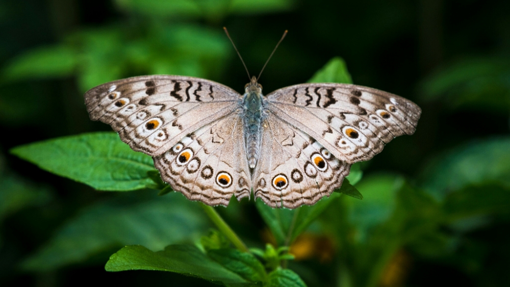 Обои насекомые (2), фото 28 Обои насекомые (2), фото 28