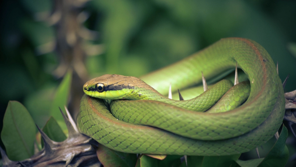 Обои рептилии (1), фото 28 Обои рептилии (1), фото 28