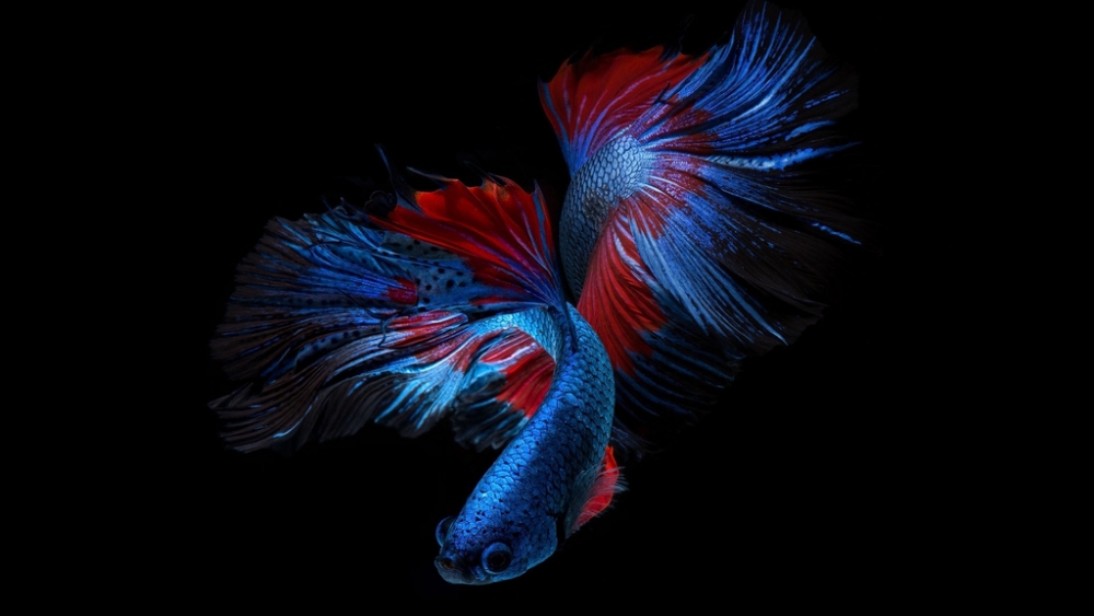 Обои мир моря (1), фото 28 Обои мир моря (1), фото 28