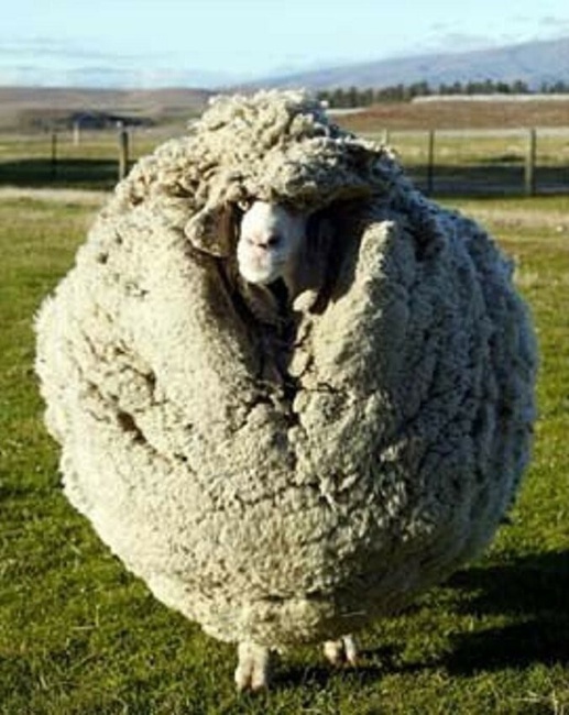 Баран, который оказался волкам не по зубам, фото 1 Баран, который оказался волкам не по зубам, фото 1