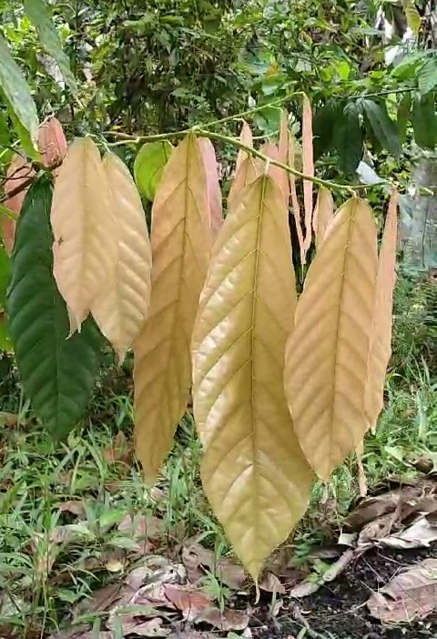 Удивительные растения Бали, фото 5