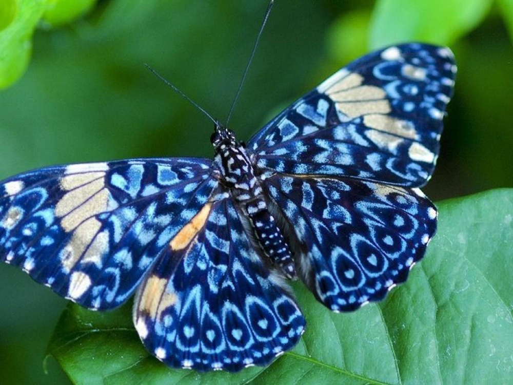 Красота тропических бабочек, фото 1