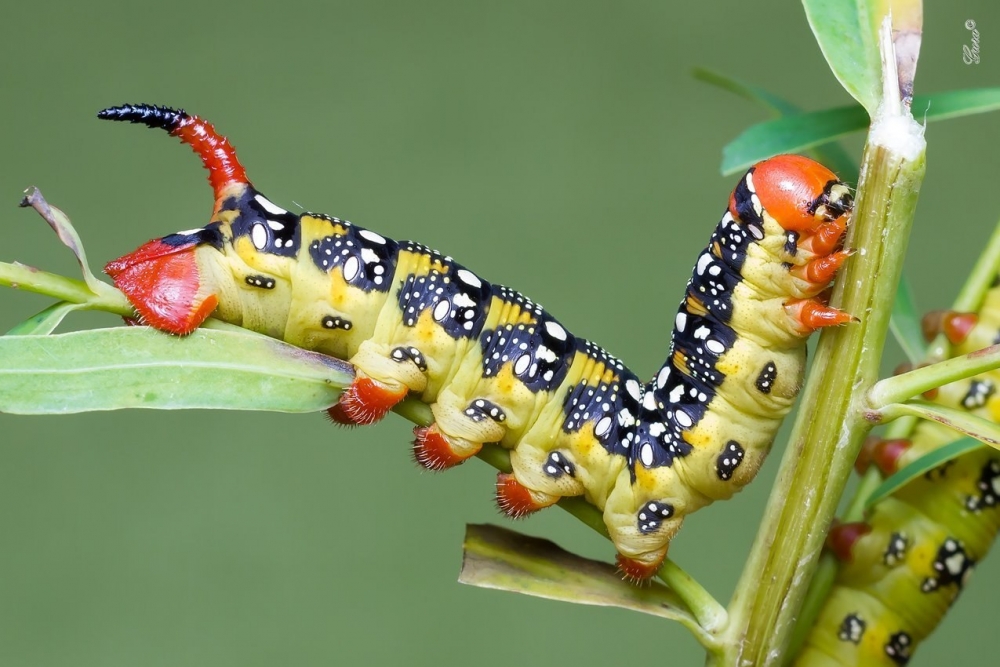 Гусеницы-модницы, фото 1 Гусеницы-модницы, фото 1