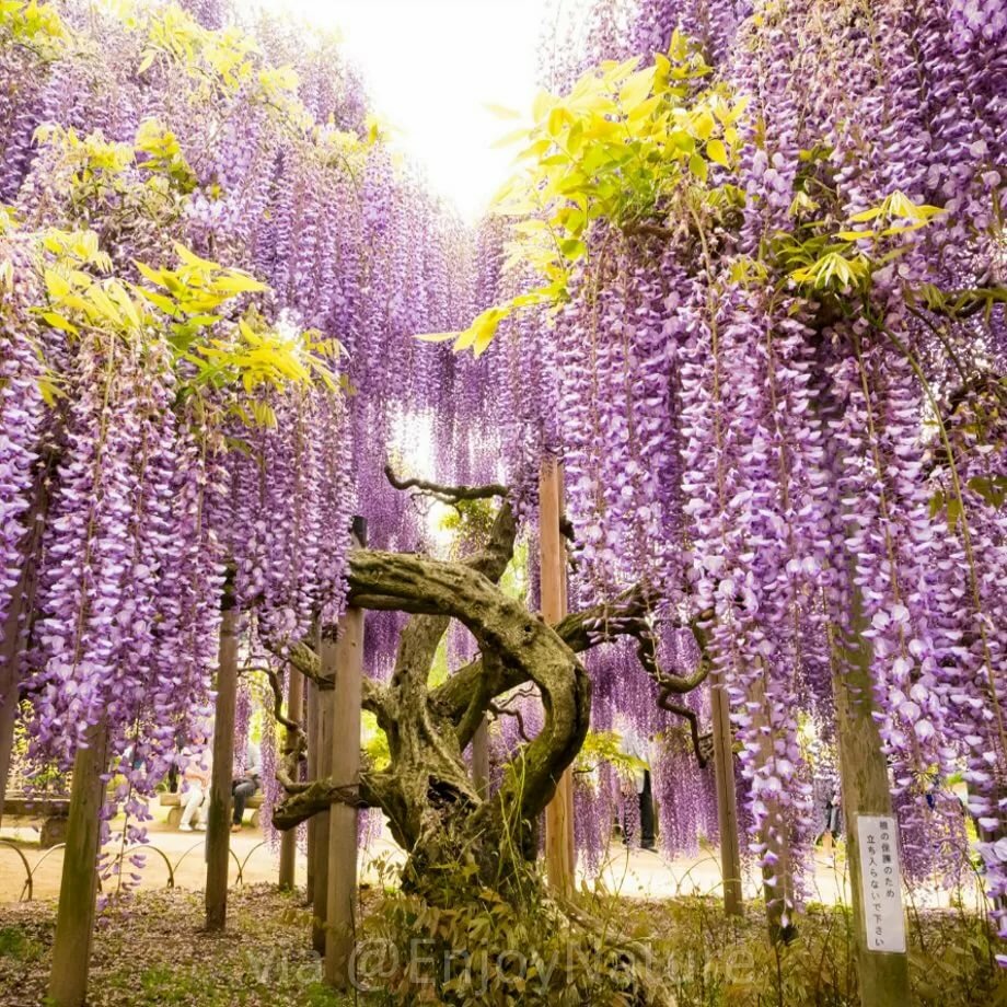 Невероятная глициния, фото 1