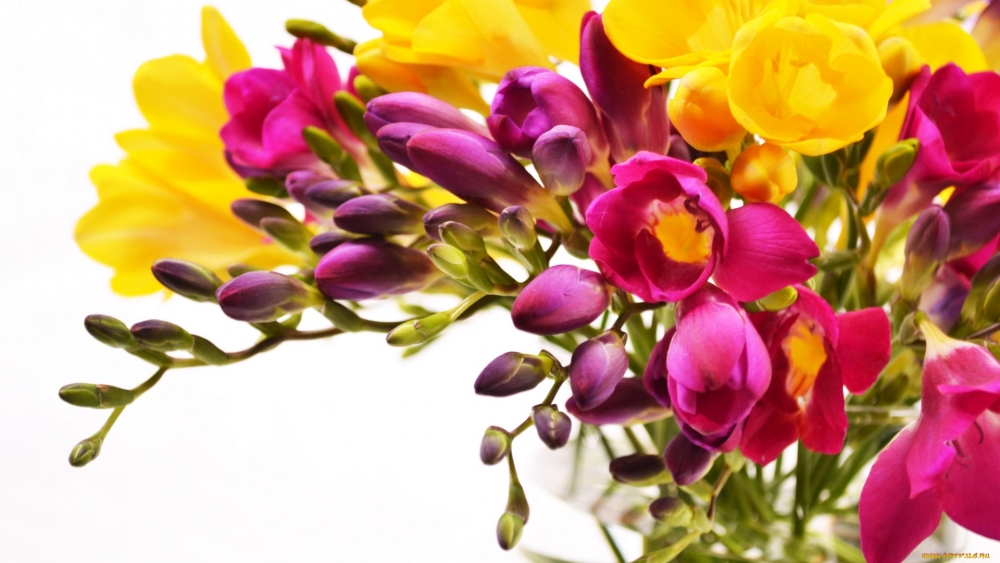 Волшебство нежной фрезии, фото 1