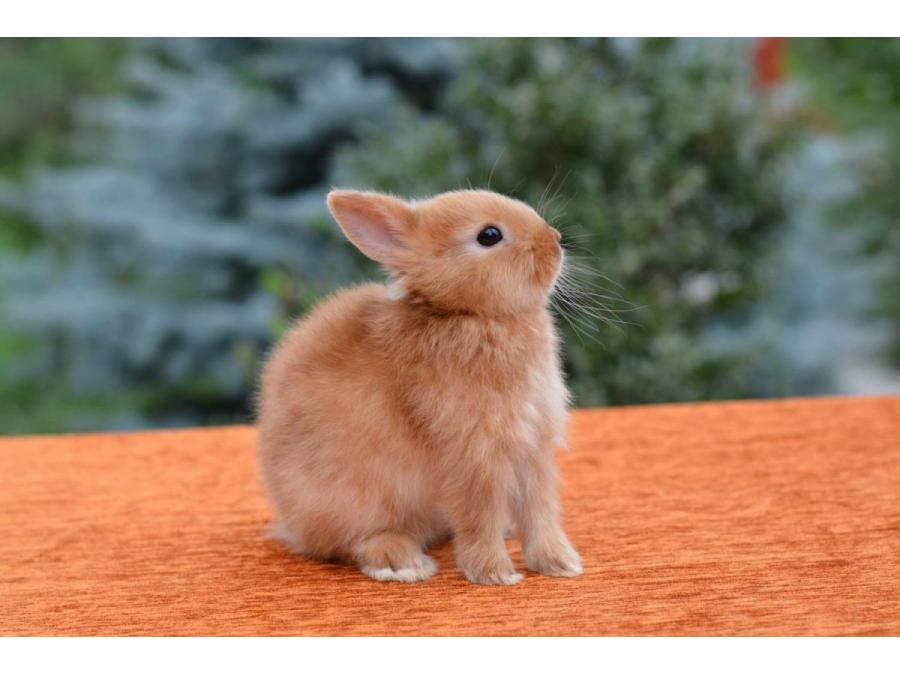 Декоративные кролики, фото 1 Декоративные кролики, фото 1