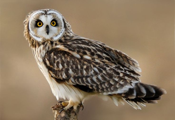 Совы... они такие... совы..., фото 1 Совы... они такие... совы..., фото 1