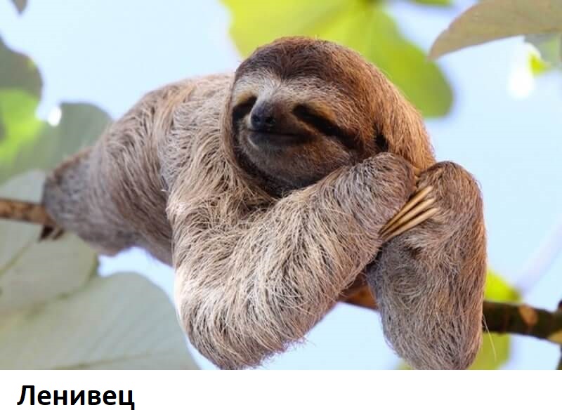 10 самых необычных животных нашей планеты, фото 1 10 самых необычных животных нашей планеты, фото 1