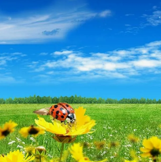 Лето, лето, васильки в букетах), фото 1