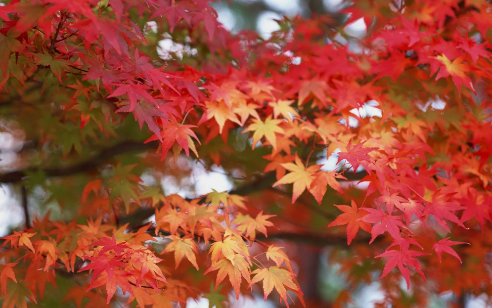 Листья золотой осени, фото 1 Листья золотой осени, фото 1