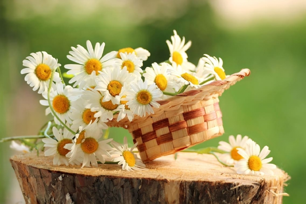 Ромашки в природе, в вазах, корзинках - много фото, фото 1 Ромашки в природе, в вазах, корзинках - много фото, фото 1