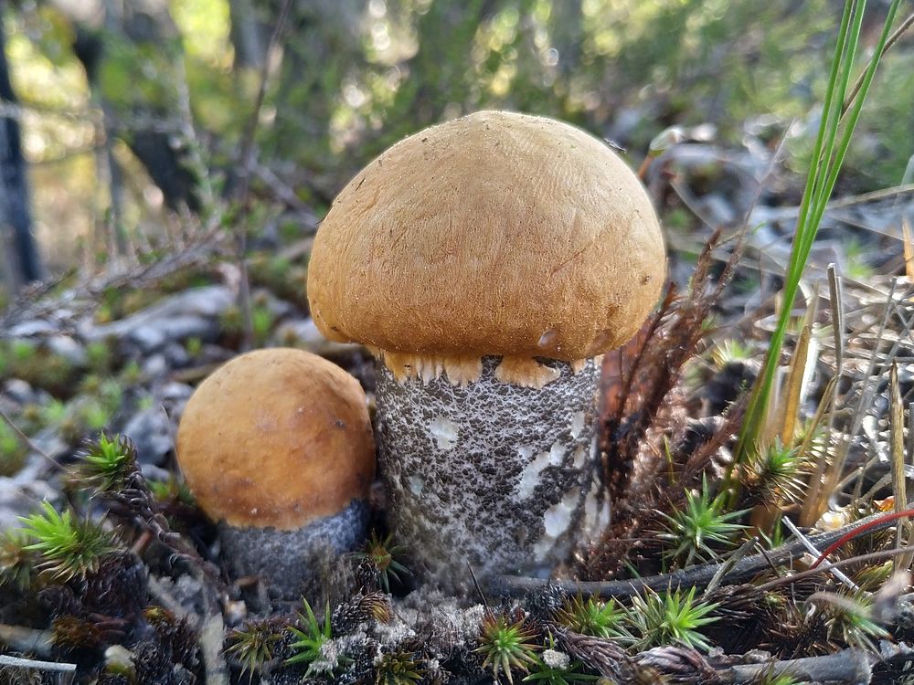 Тихая охота, фото 1 Тихая охота, фото 1