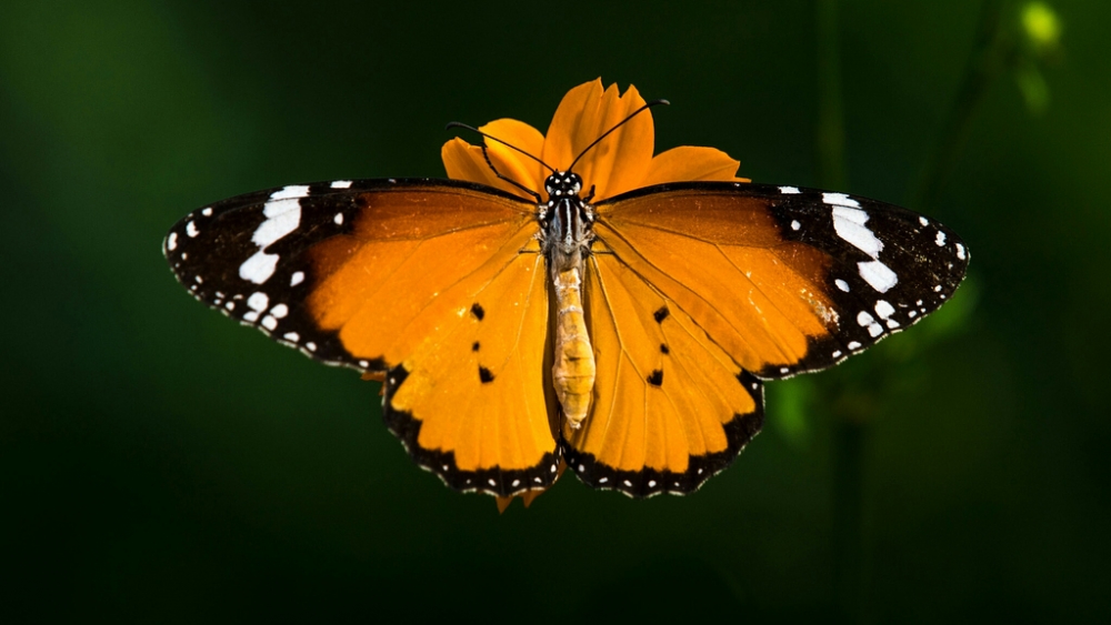 Обои насекомые (2), фото 1 Обои насекомые (2), фото 1