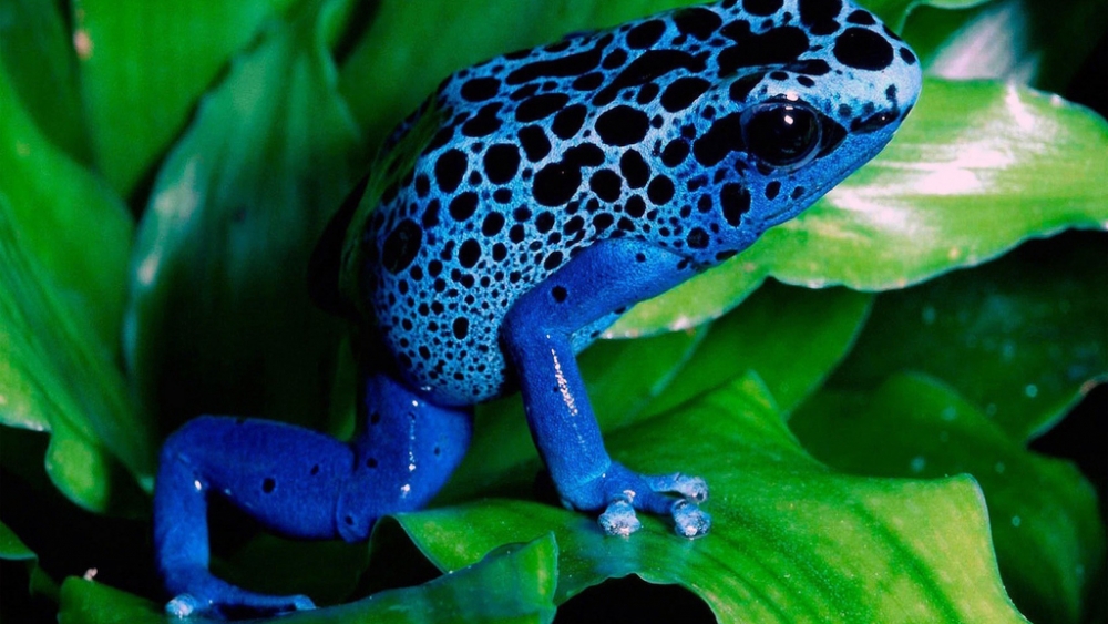 Обои рептилии (1), фото 1 Обои рептилии (1), фото 1