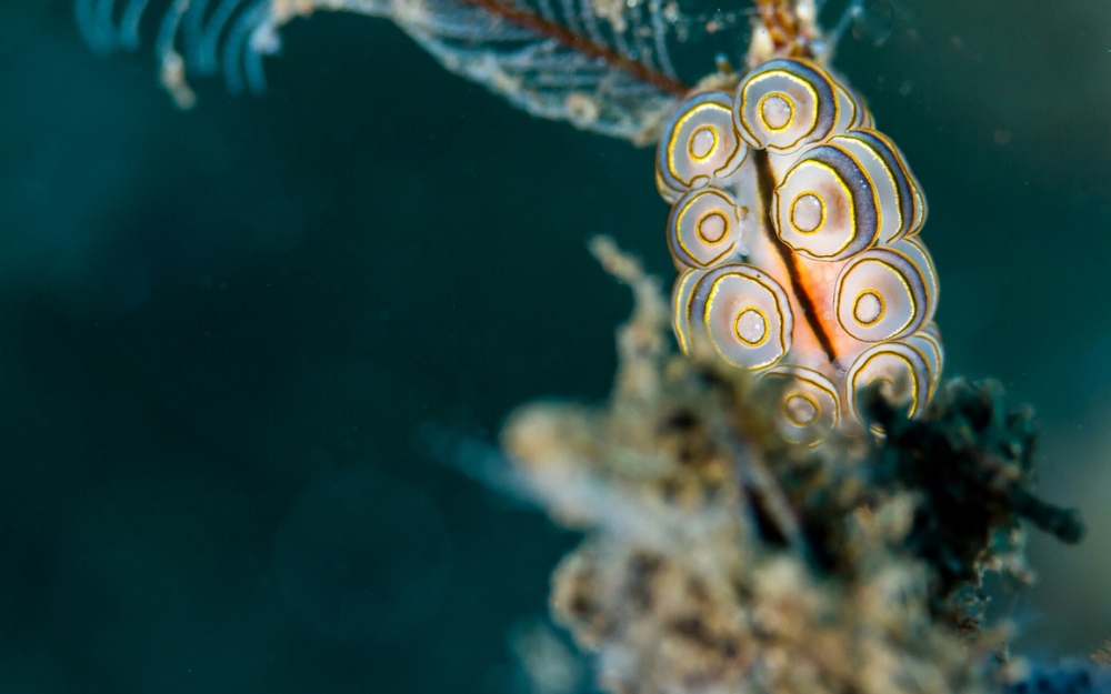 Обои мир моря (1), фото 1 Обои мир моря (1), фото 1