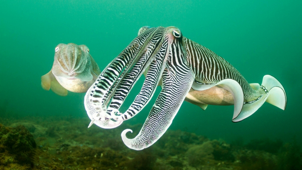 Обои мир моря (2), фото 1 Обои мир моря (2), фото 1