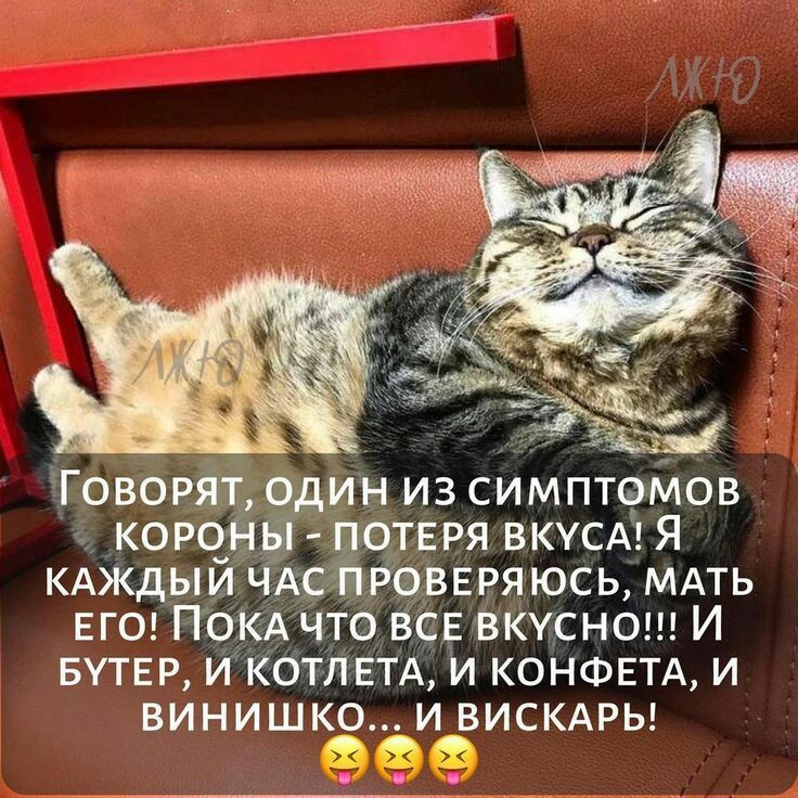 Настроение КОШКИ!, фото 6 Настроение КОШКИ!, фото 6