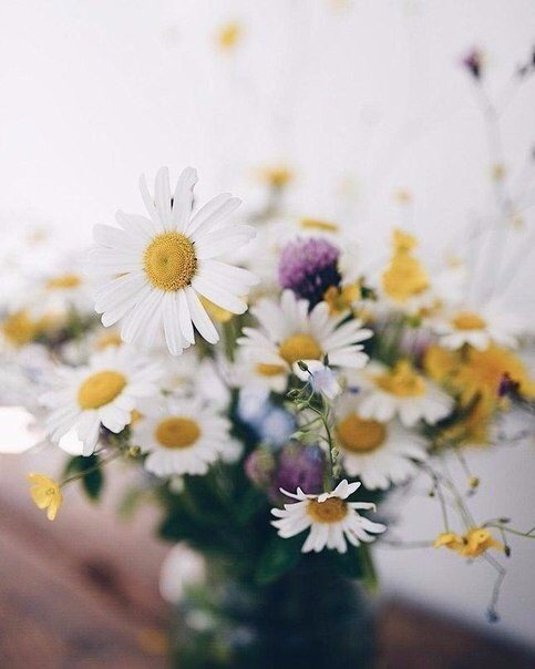 Обои с ромашками , фото 2