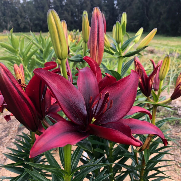 Лето в калейдоскопе ярких лилий., фото 3