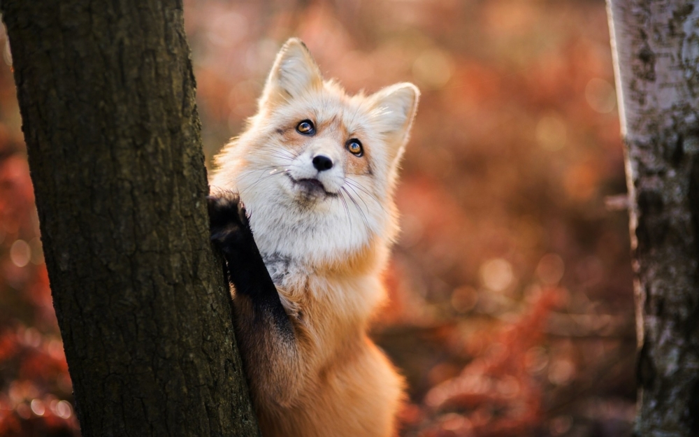 Обои с лисами, фото 30 Обои с лисами, фото 30