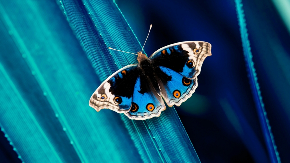 Обои насекомые (1), фото 30 Обои насекомые (1), фото 30