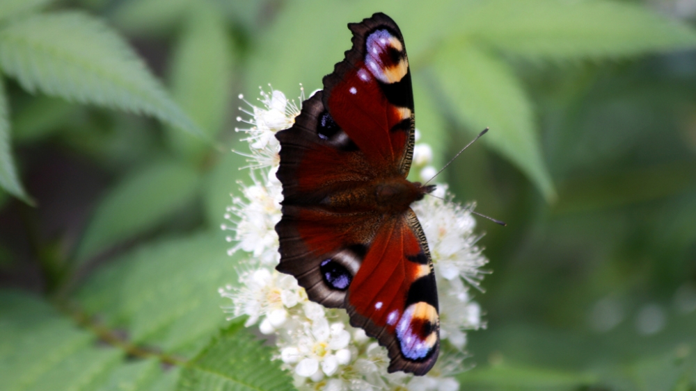 Обои насекомые (2), фото 29 Обои насекомые (2), фото 29