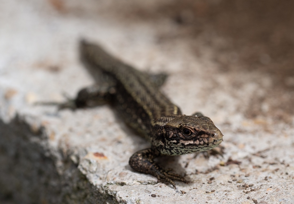 Обои рептилии (2), фото 28 Обои рептилии (2), фото 28
