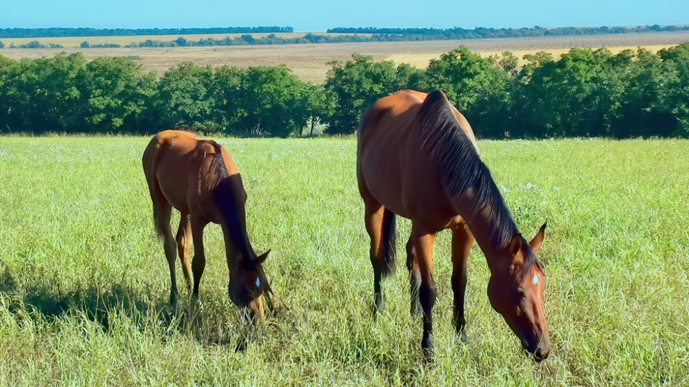 Обои лошади, фото 29 Обои лошади, фото 29