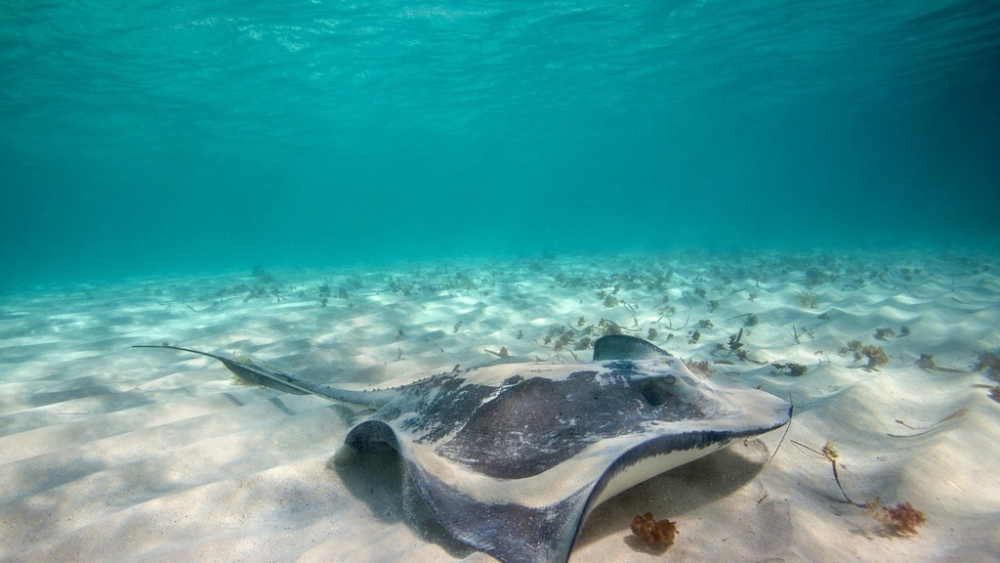 Обои мир моря (1), фото 29 Обои мир моря (1), фото 29