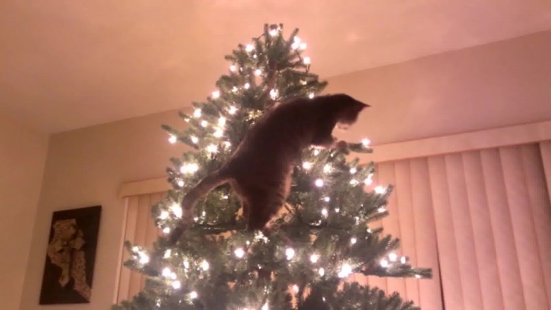 Новый год – новый Кот. Символ 2023 – чёрный водяной кот., фото 31