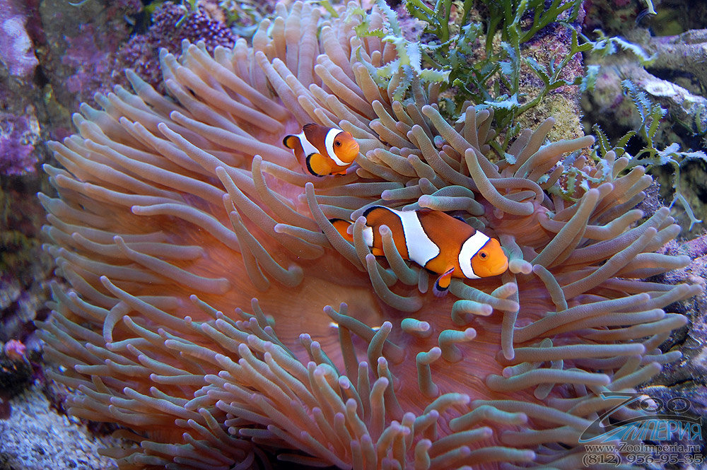 Таинственный мир океана, фото 29