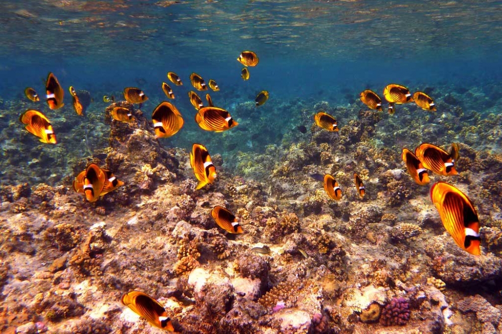 Удивительный мир Красного моря, фото 32