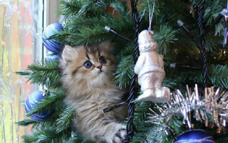 Новый год – новый Кот. Символ 2023 – чёрный водяной кот., фото 33