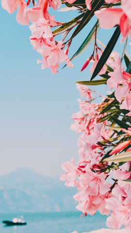 Обои и заставки на тему Цветы, фото 23 Обои и заставки на тему Цветы, фото 23