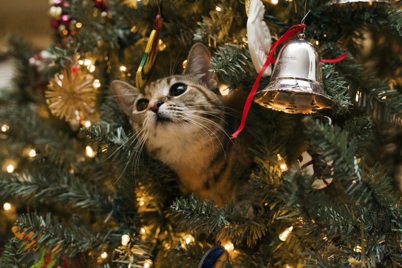 Новый год – новый Кот. Символ 2023 – чёрный водяной кот., фото 35