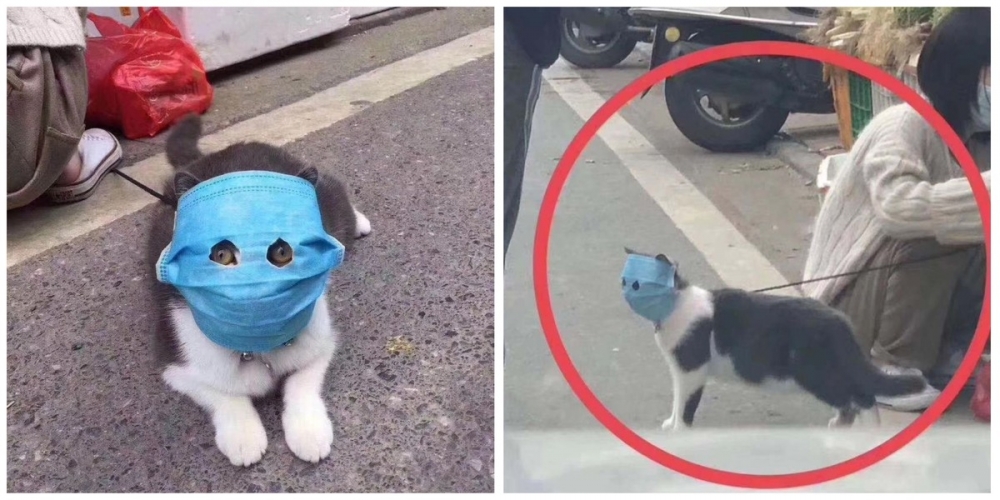 Предлагаю посмотреть на подборку шуточных картинок про короновирус, фото 3 Предлагаю посмотреть на подборку шуточных картинок про короновирус, фото 3