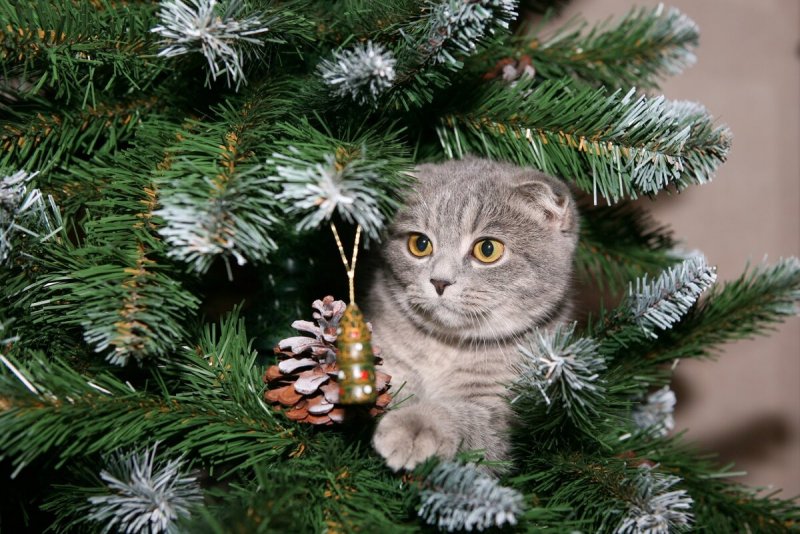 Новый год – новый Кот. Символ 2023 – чёрный водяной кот., фото 36