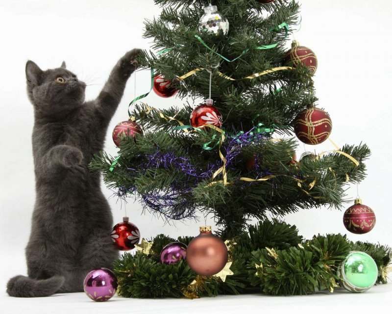 Новый год – новый Кот. Символ 2023 – чёрный водяной кот., фото 37